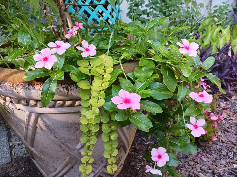 What Makes Annual Vinca Fit the Sun