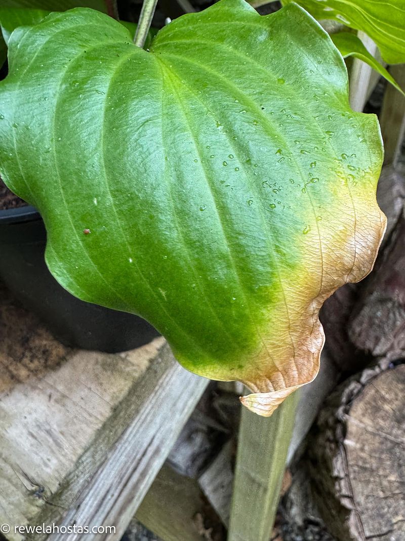 Why Hostas Can Struggle In Texas