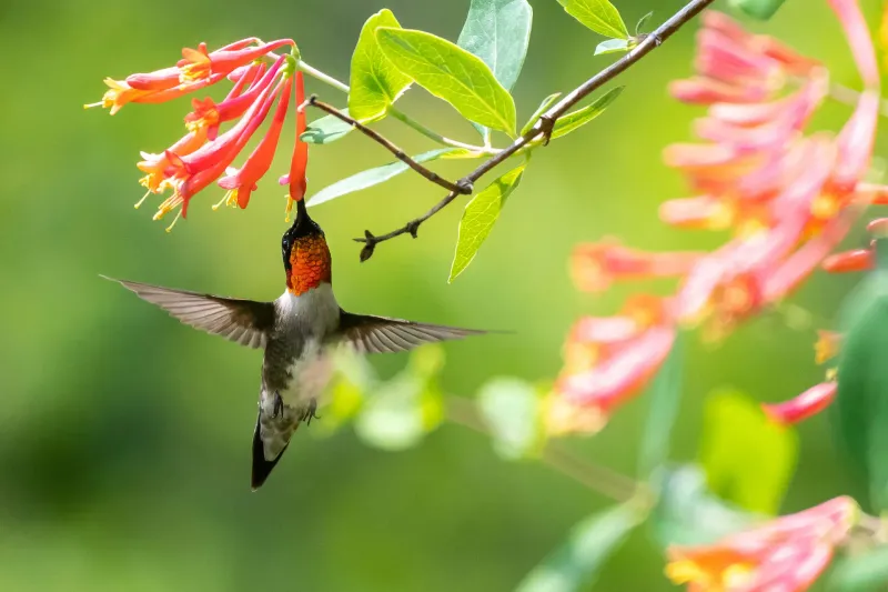Flowers That Offer Nectar to Visiting Hummingbirds