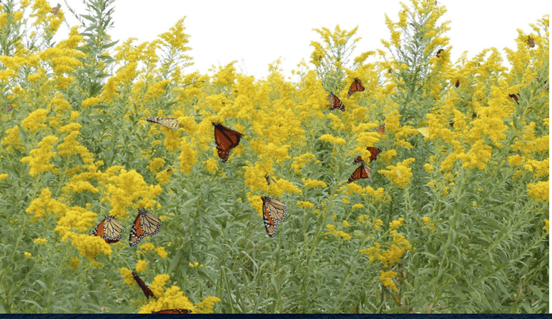 Its Late Flowers Matter When Other Yards Go Quiet