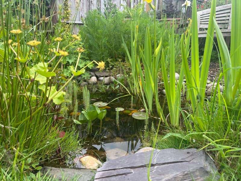 Protect The Aquatic Habitat Behind The Aerial Show