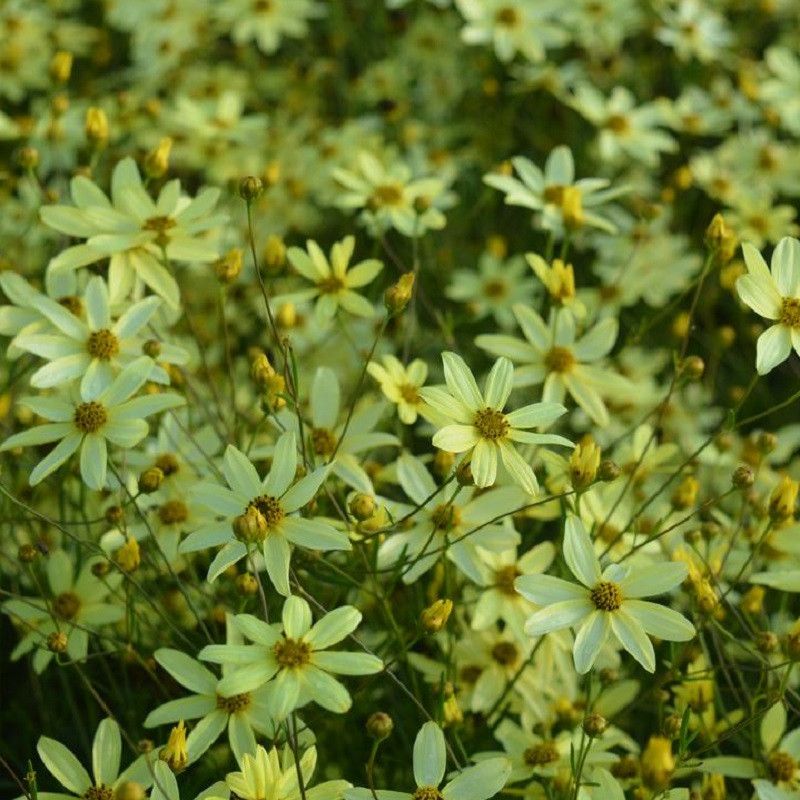 The Honest Payoff Goes Beyond Yellow Flowers