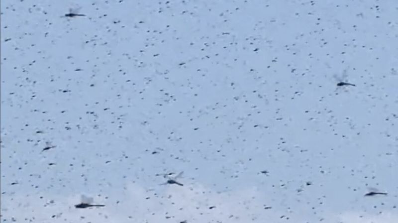 Weather And Migration Can Create A Sudden Show