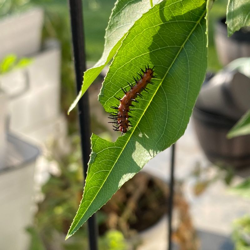 The Chewed Leaves Feed Gulf Fritillaries