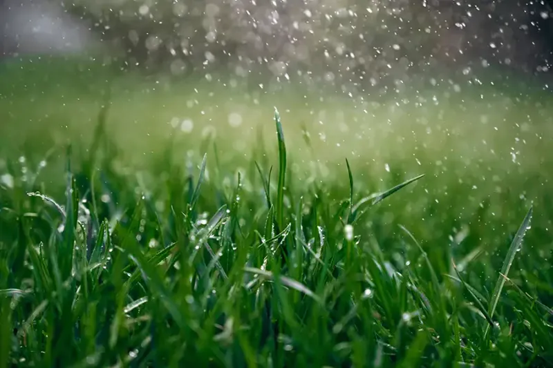 Water Usually Explains the Green-Up