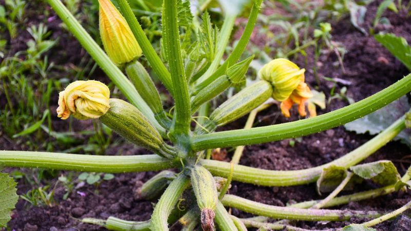 Heat And Water Can Change Flowering