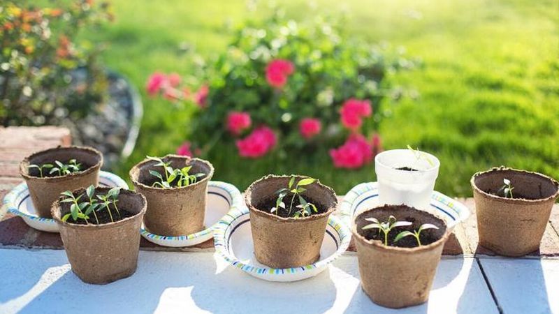 August Seeds Need a Cooler Start