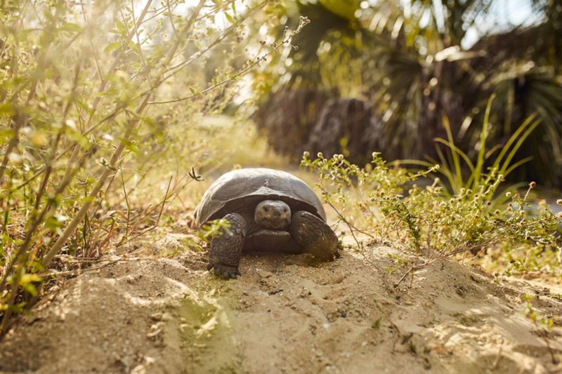 Read The Habitat, Not The Whole Yard