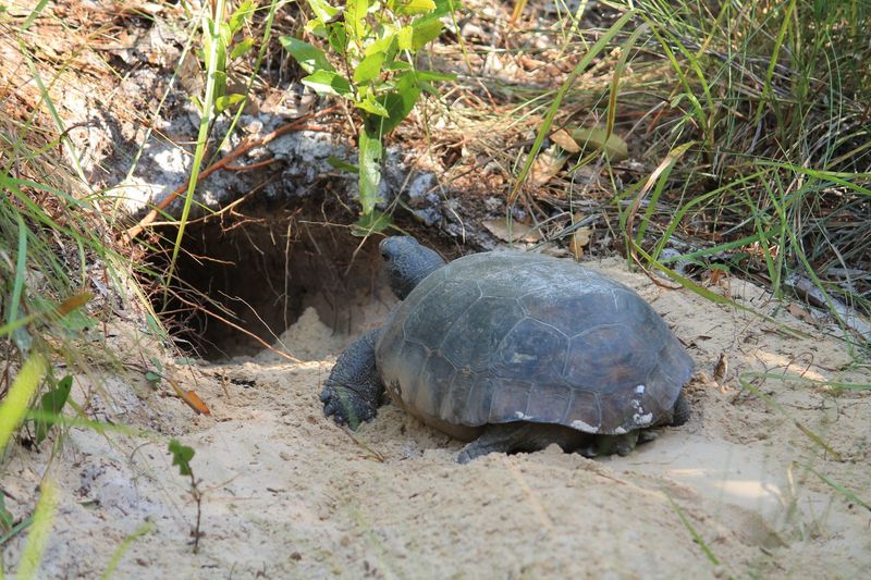Use The Feet, Shell, And Burrow Together