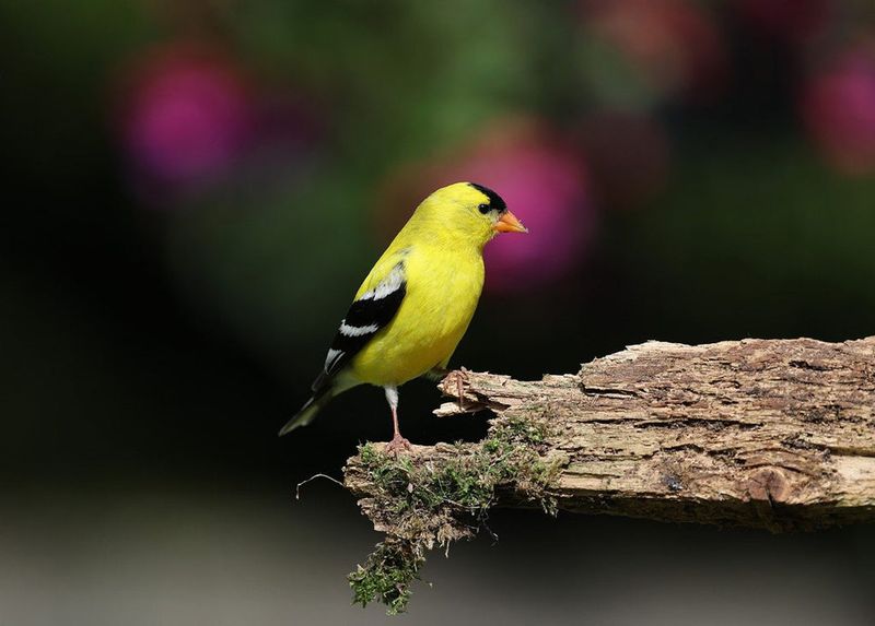 Let The Sighting Mean Something You Can Keep