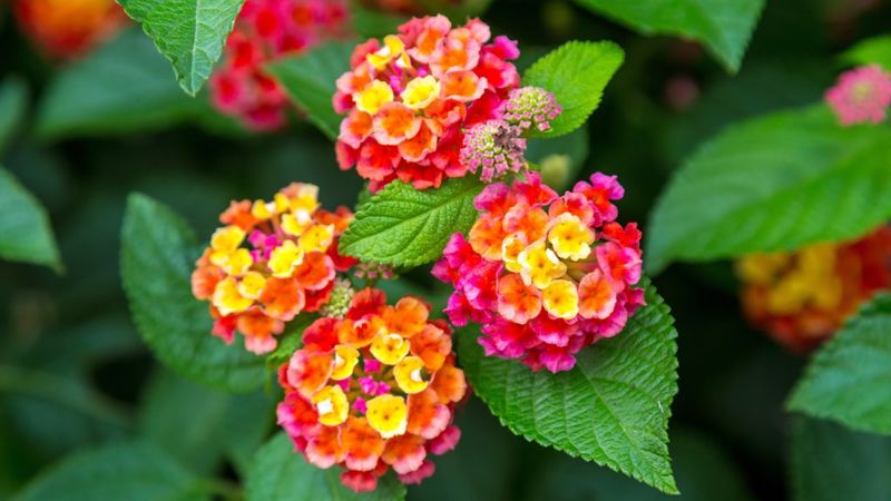 The Right Spot Keeps Lantana Flowering