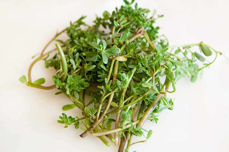Young Stems Can Become Dinner