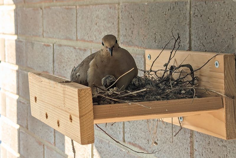 Protect An Active Nest Before Changing The Yard
