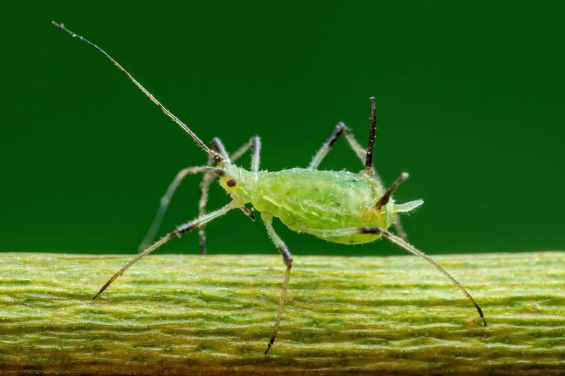 Inspect Buds And Leaves For Pests