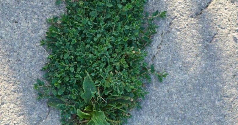 Small Annual Broadleaf Weeds Offer The Best Odds