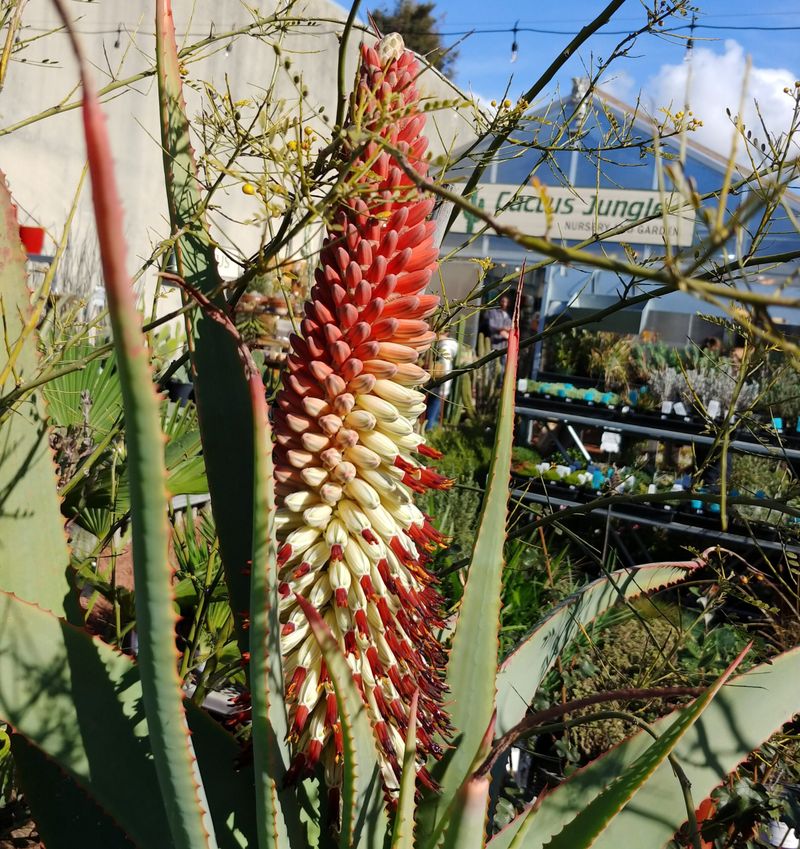 Aloe Vera Rewards Neglect With Striking Flower Spikes