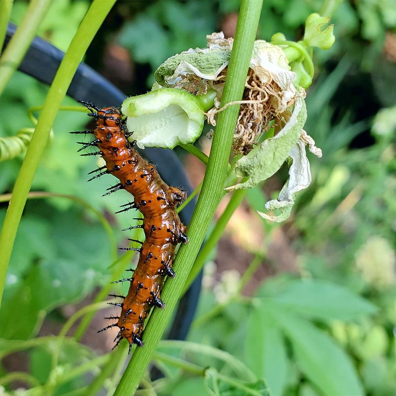 Let Caterpillars Eat The Passionvine