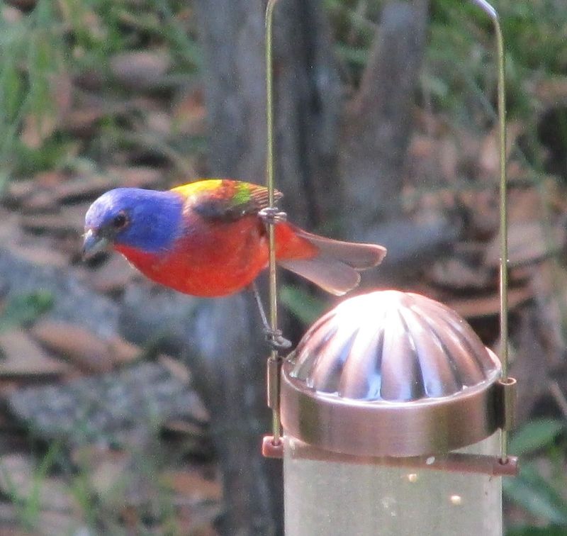 Use Feeders As A Small Experiment