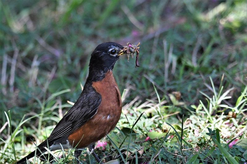 The Same Robin May Eat Your Fruit