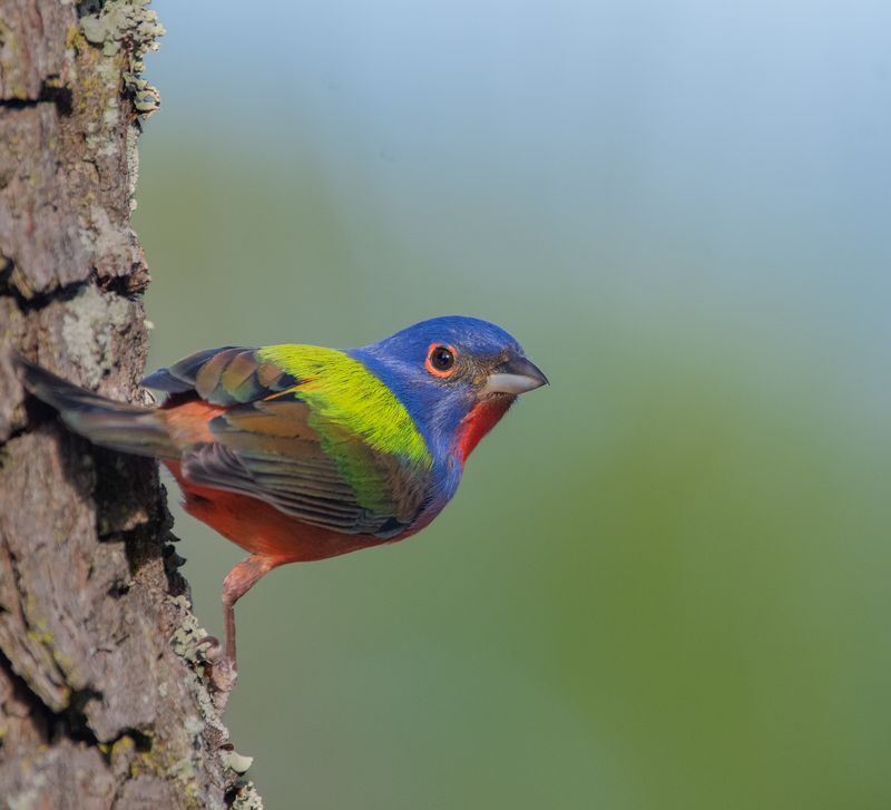 Use A Nearby Perch To Finish The Habitat Structure
