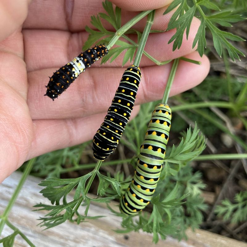 Protect the Leaves Caterpillars Need