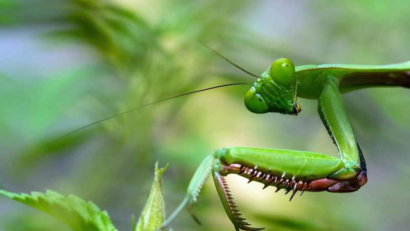 Protect The Food Web From Broad-Spectrum Sprays