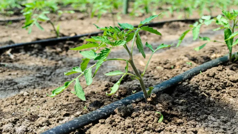 Establish Plugs With Targeted Watering