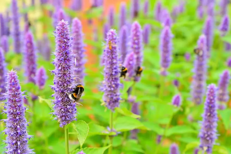 Attract Pollinators With Fragrant Hyssop
