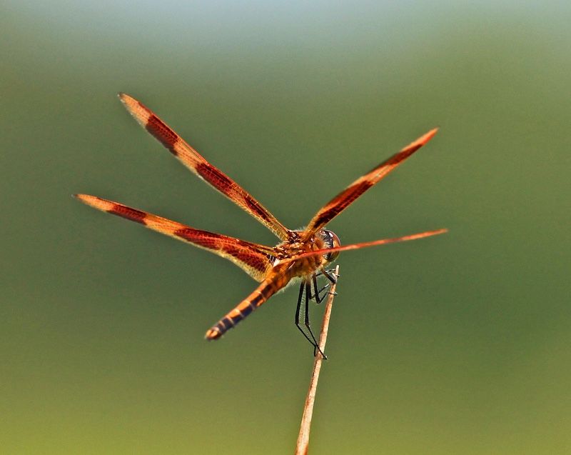 A Prey Boom Can Power The Spectacle