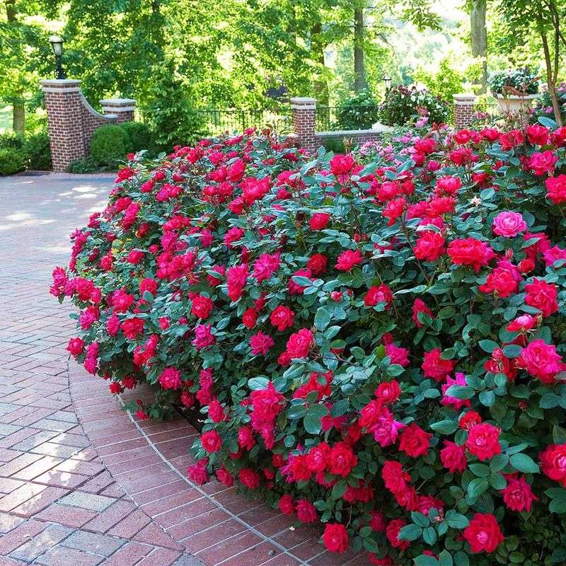 Knock Out Roses Are Your Summer Champions