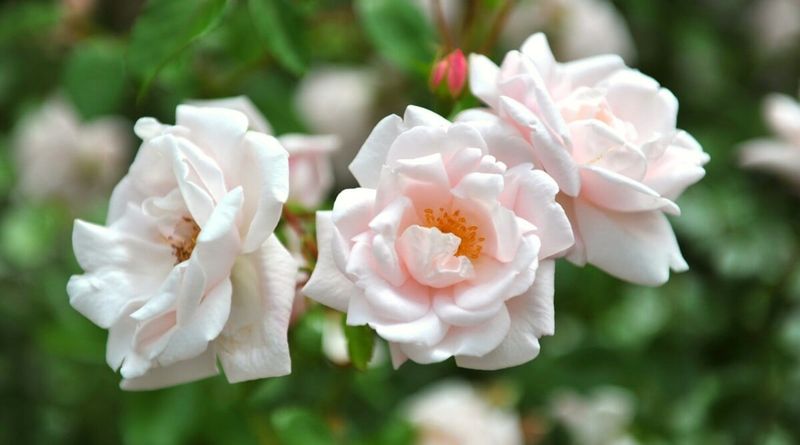Earth-Kind Roses Are The Unsung Heroes Of Texas Heat