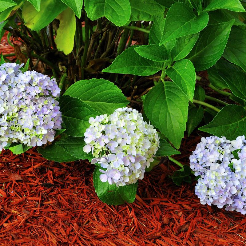 Mulch Keeps Roots Cooler And Wetter