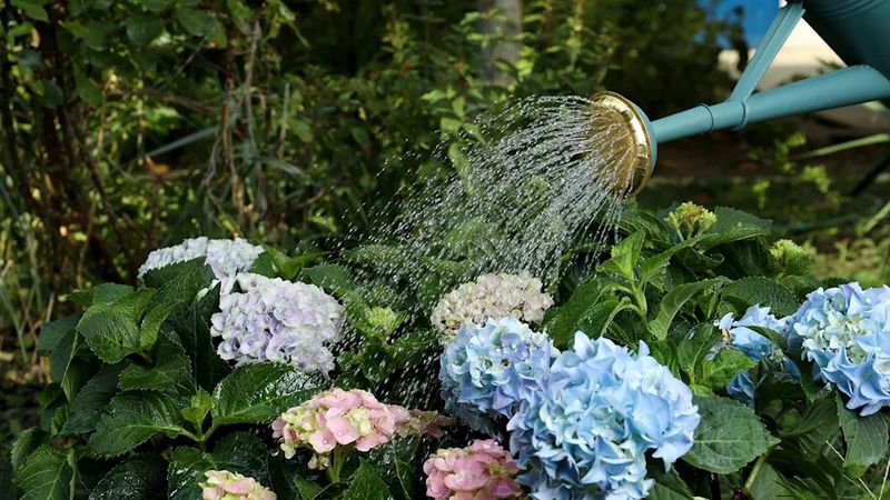 Morning Watering Buys The Plant Time