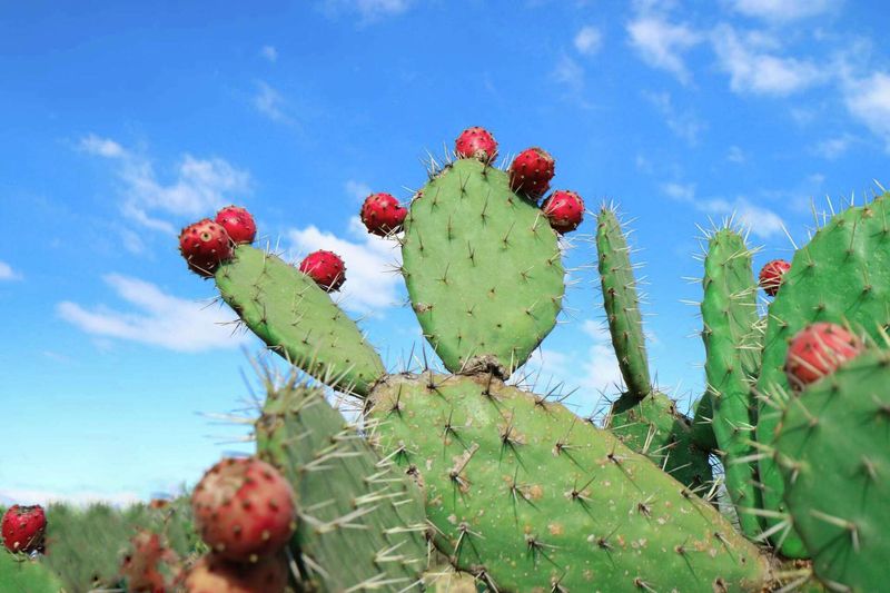 Prickly Pear Turns Full Sun Into Fruit And Pads