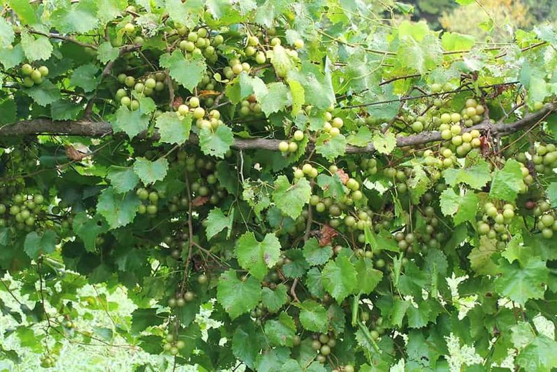 A Simple Harvest-Season Troubleshooting Plan