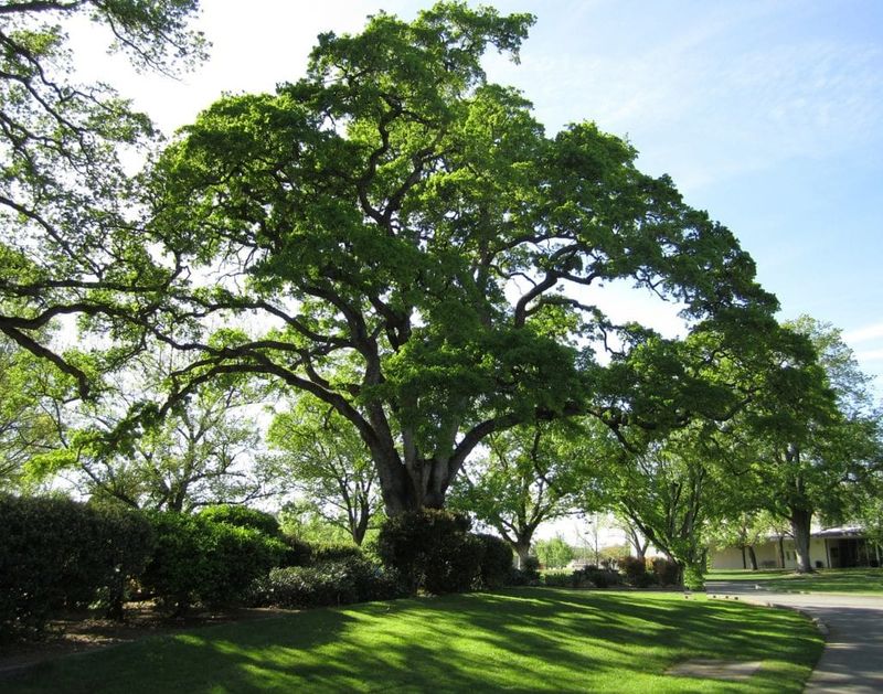 Choose a Different Tree When the Site Demands It