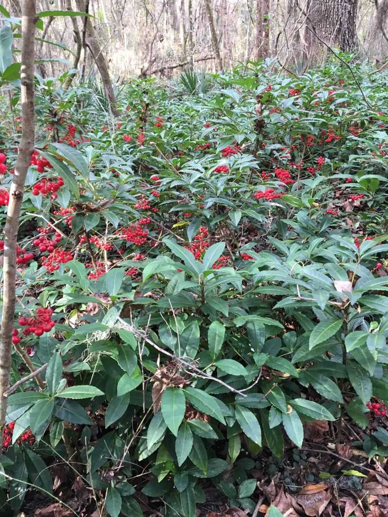 Coral Ardisia Forms Dense Shades Of Trouble