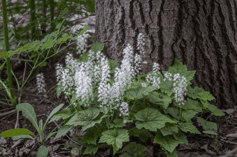 Foamflower Turns Deep Shade Into A Springtime Cloud