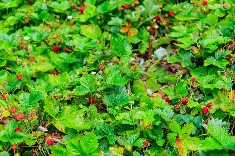 Wild Strawberry Spreads Naturally And Holds On