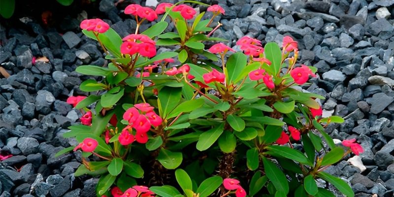 Crown Of Thorns Brings Year-Round Color To Desert Corners