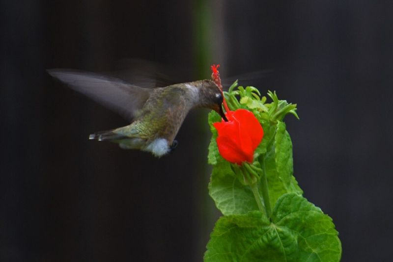 Turk's Cap Brings Hummingbirds And Versatile Edible Parts