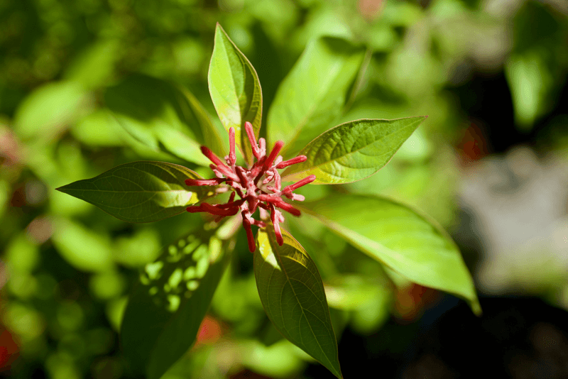 Firebush Fuels Adult Flyers And Shelters Young
