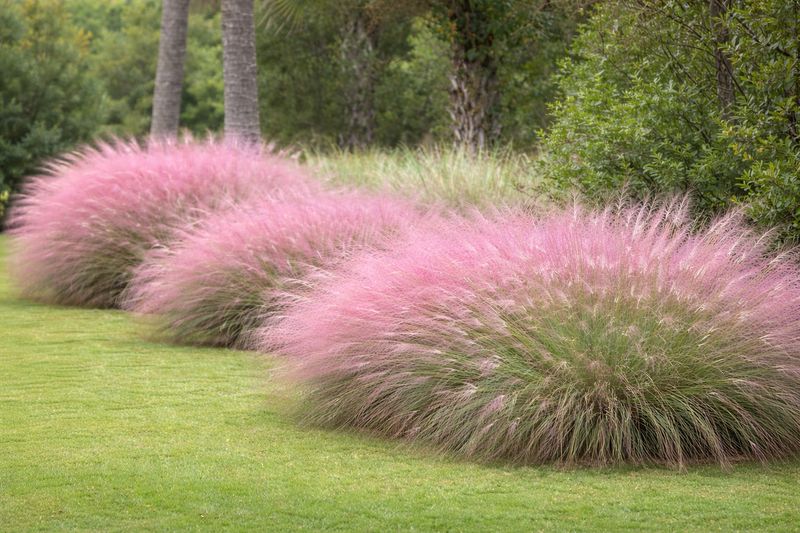 Muhly Grass Offers Waves Of Pink In The Fall
