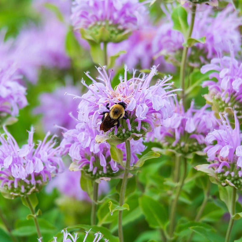 Wild Bergamot Hides Thymol In Every Leaf