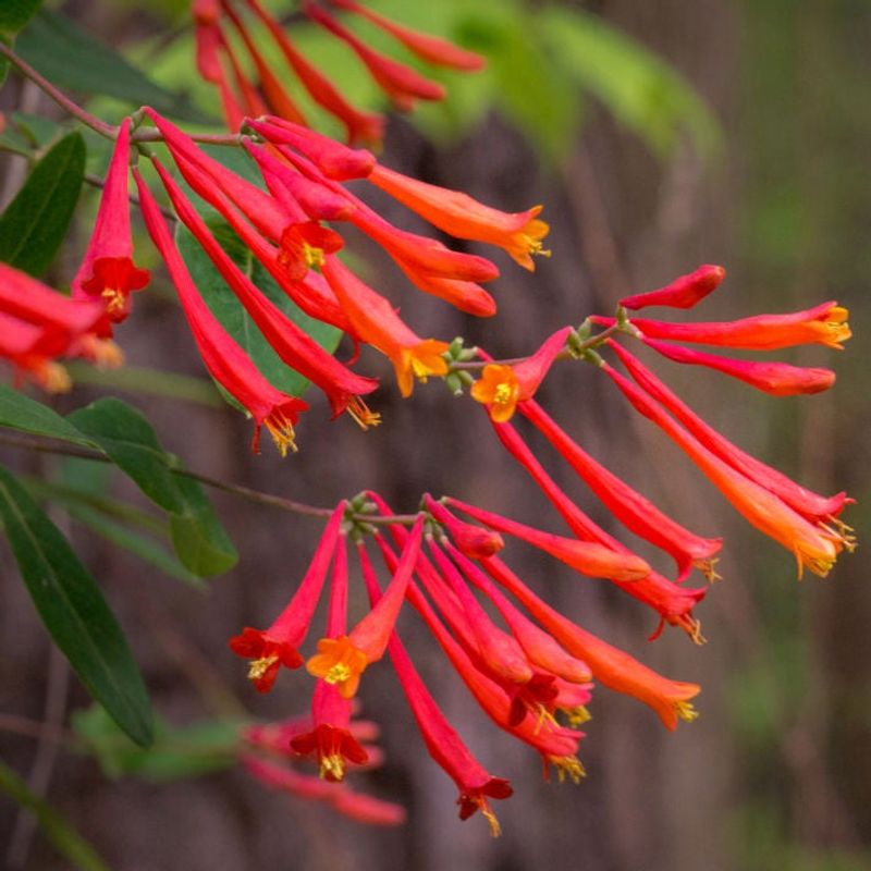 Coral Honeysuckle Invites Twilight Snack Time