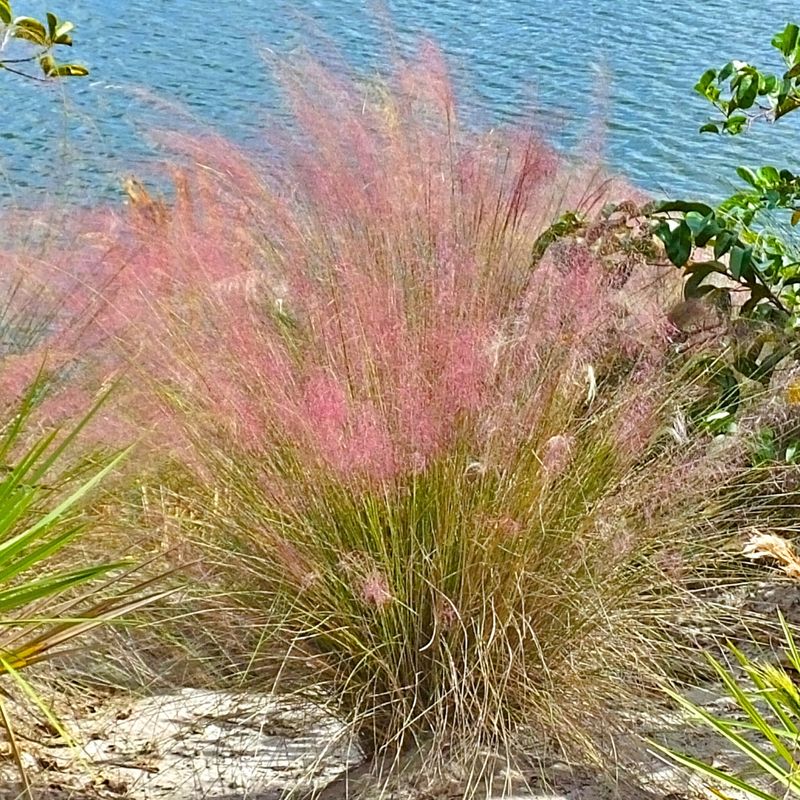 Muhly Grass Waves A Pink Welcome