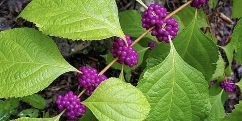 Beautyberry Does Not Repel Ticks in a Yard