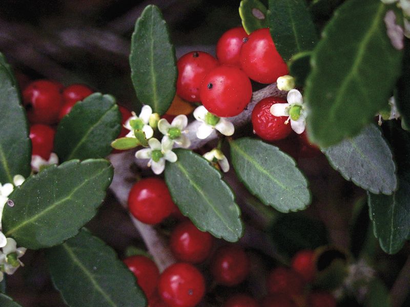 Yaupon Holly, The Evergreen That Takes A Freeze