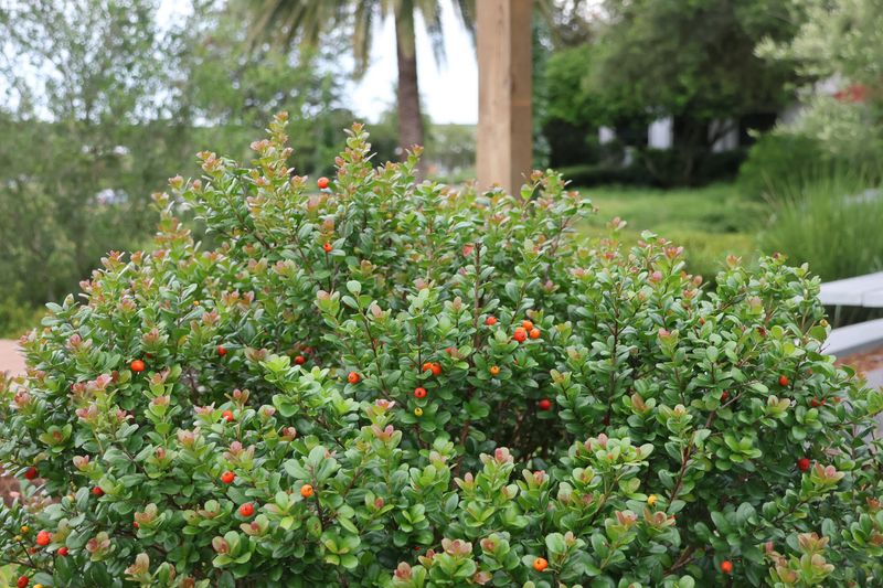 Simpson's Stopper Smells Like Nutmeg And Feeds Birds