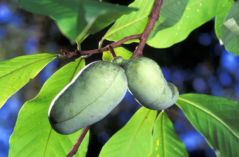 Pawpaw Grows Tropical Fruit In A Cold Climate